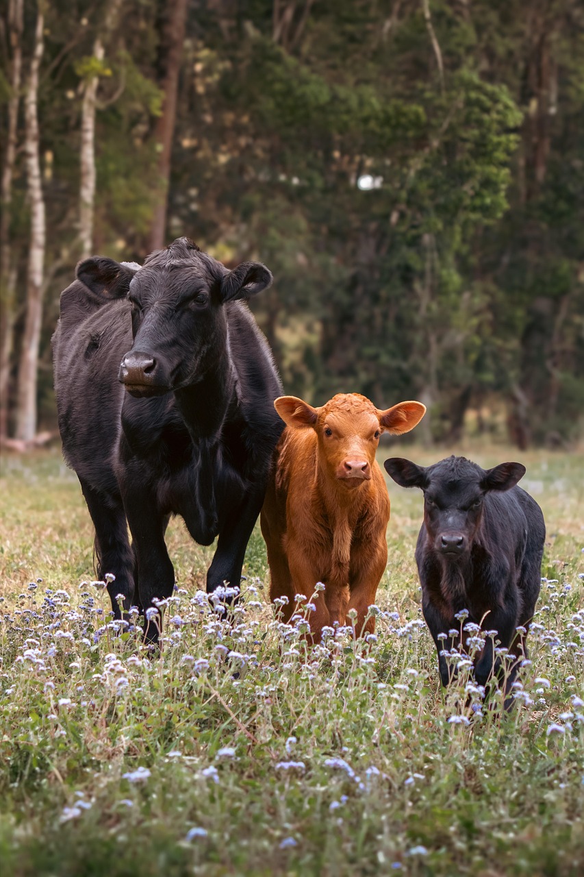 cows, flower background, cattle, beautiful flowers, bull, flower wallpaper, nature, calves, animals, mammals, livestock, flowers, meadow