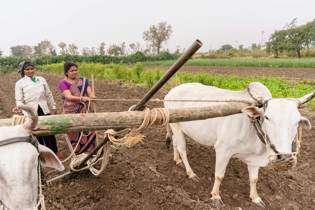 Farmers plowing field with oxen in rural Nagpur, India, showcasing traditional agriculture.