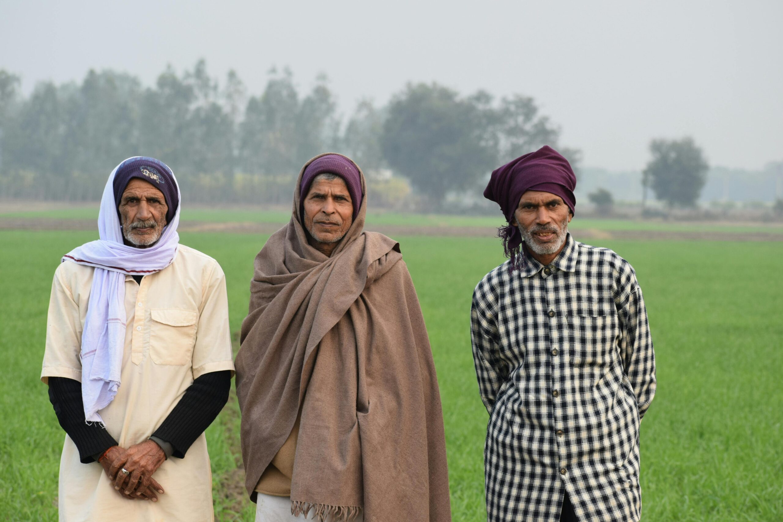 Portrait of three senior Indian farmers in traditional attire standing in a green field, Kanpur, India.