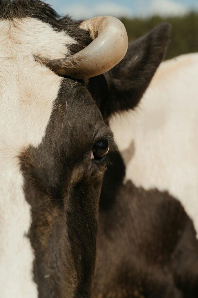 Detailed close-up of a Holstein cow's face, showcasing its distinctive markings and horn, in a sunny farm setting.